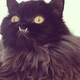 Illustration for article titled emVogue/em Is Really Into Cats Now